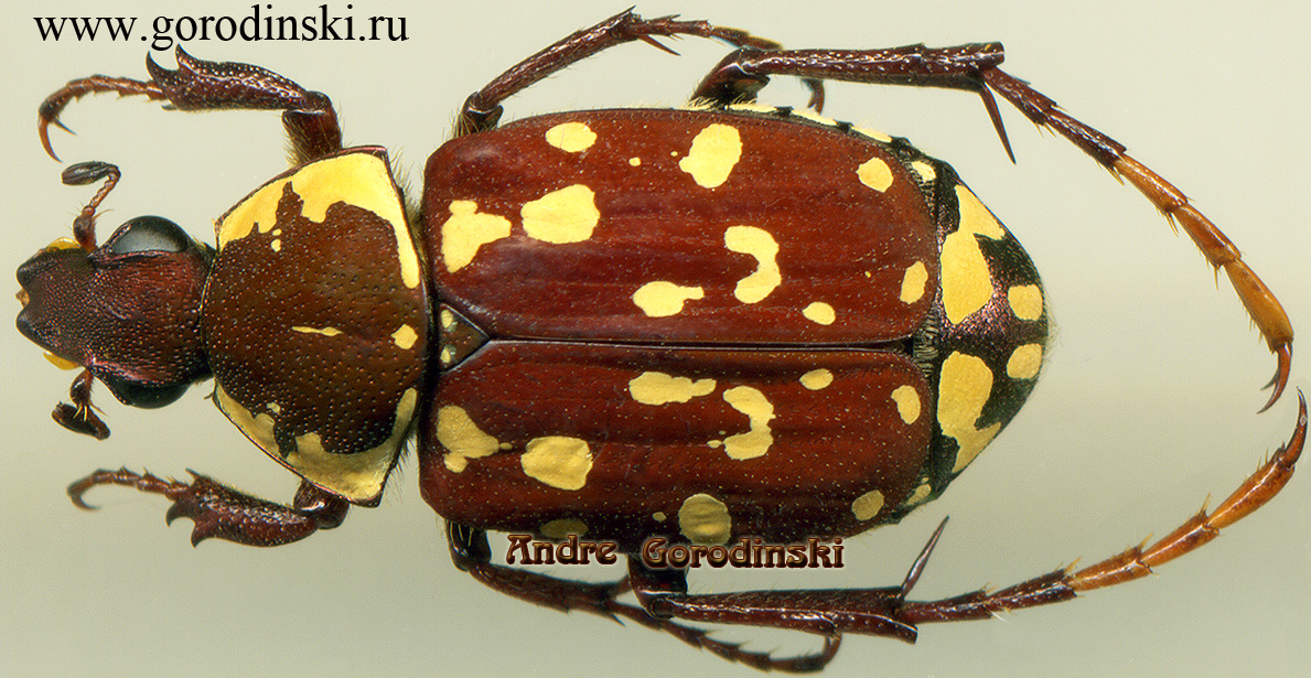 http://www.gorodinski.ru/cetoniidae/Tibiotrichius flavitarsis.jpg